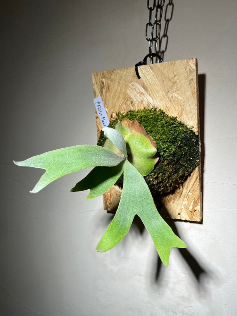 Willinckii Sailor Mars OC セーラーマーズ 株分け4ヶ月 - メルカリ