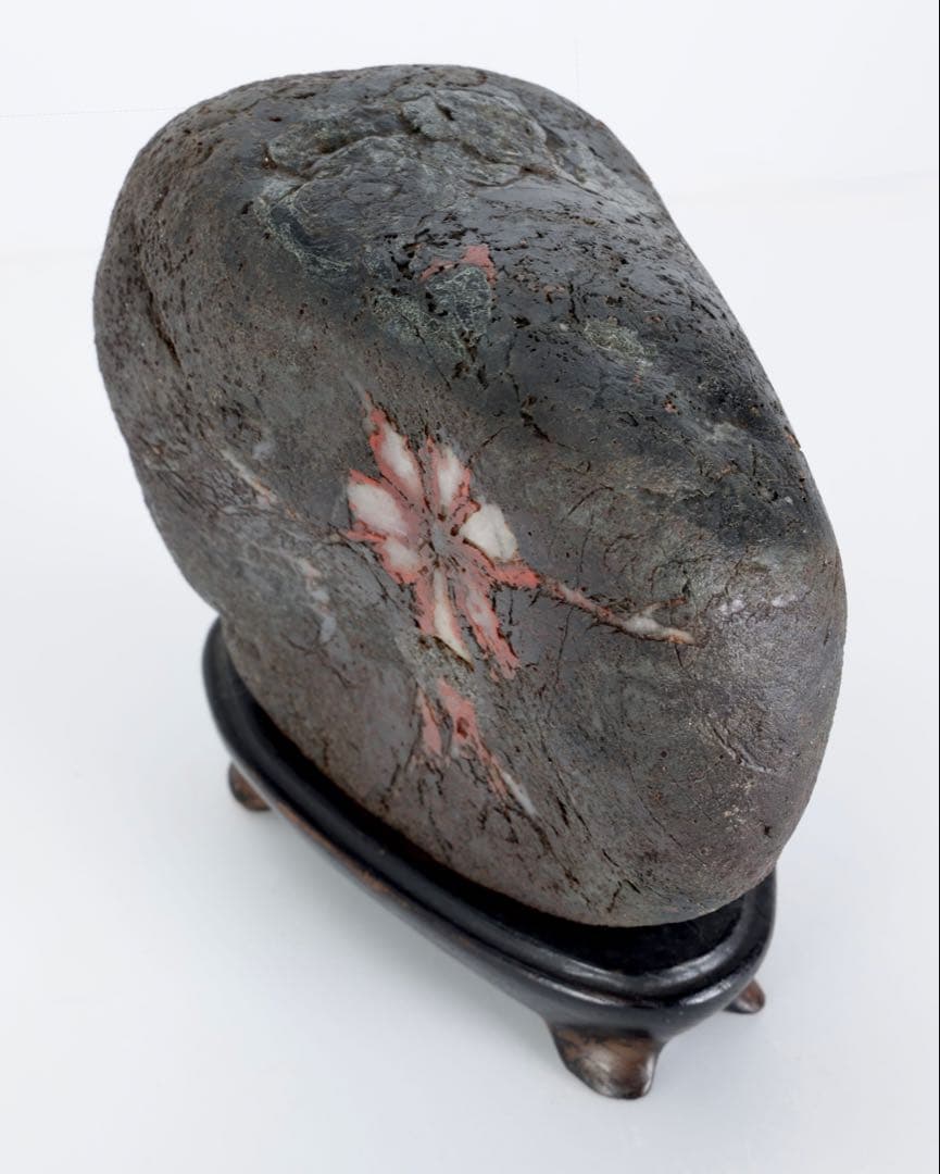 菊花石 菊紋石 1.1kg 台座・木箱付 鑑賞石 原石 水石 盆石 飾石 美石