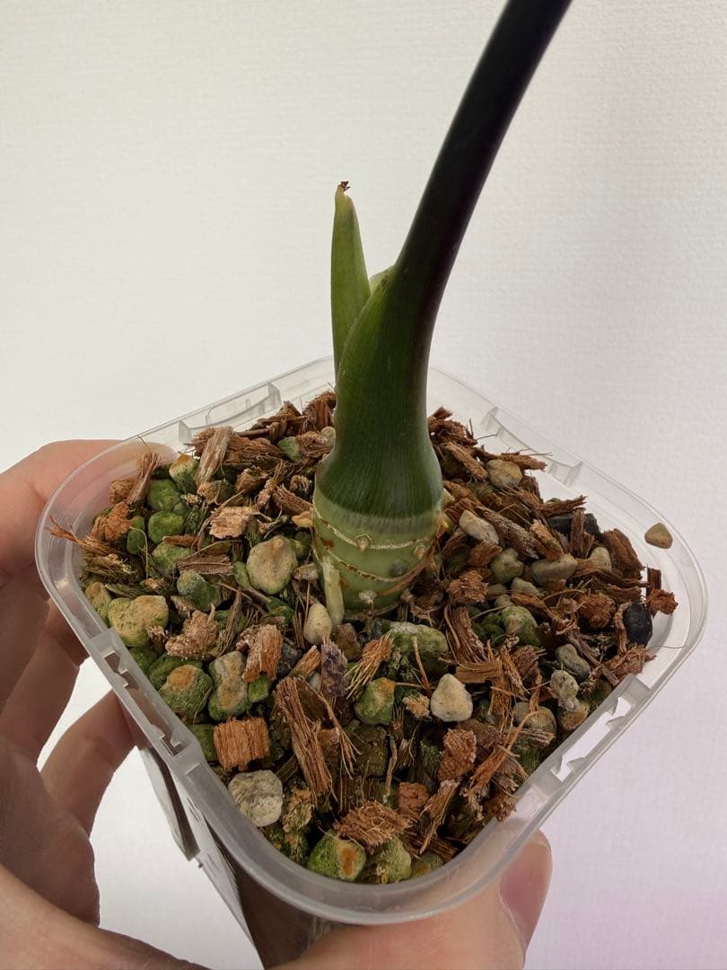 タグ紛失アロカシアリーガルシールズ？斑入り芋株 アロカシア5種+