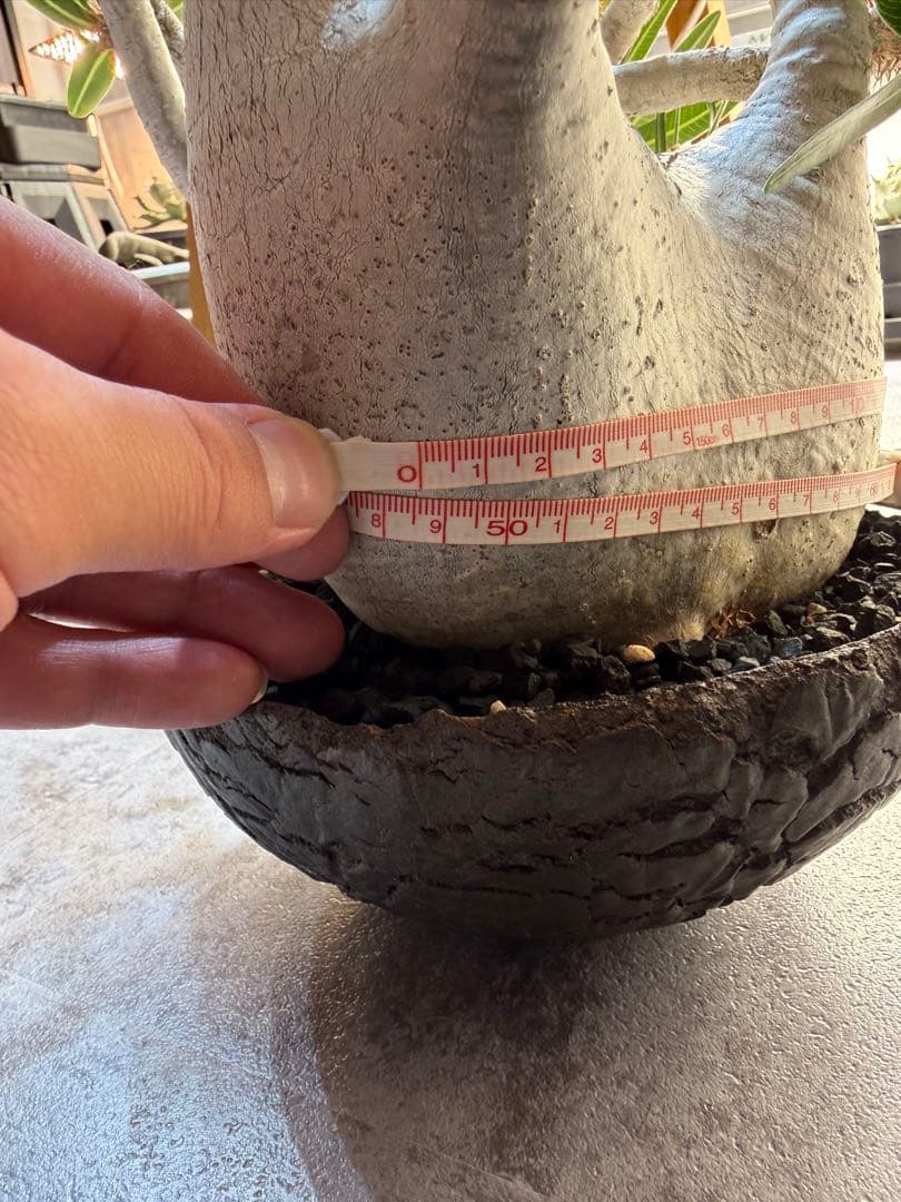 むむむさん　専用