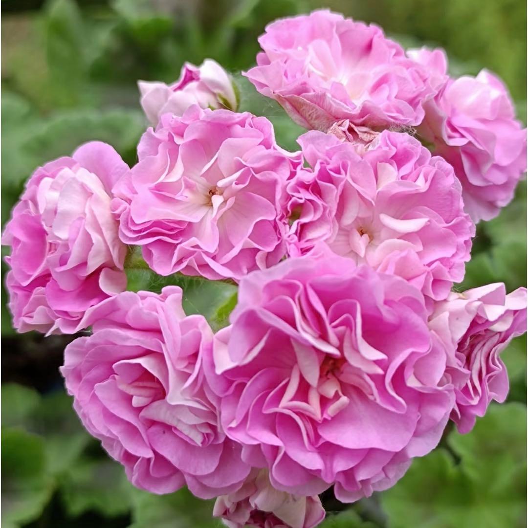 フリル咲ゼラニウム 希少ゼラニウム レアゼラニウム 珍しいゼラニウム