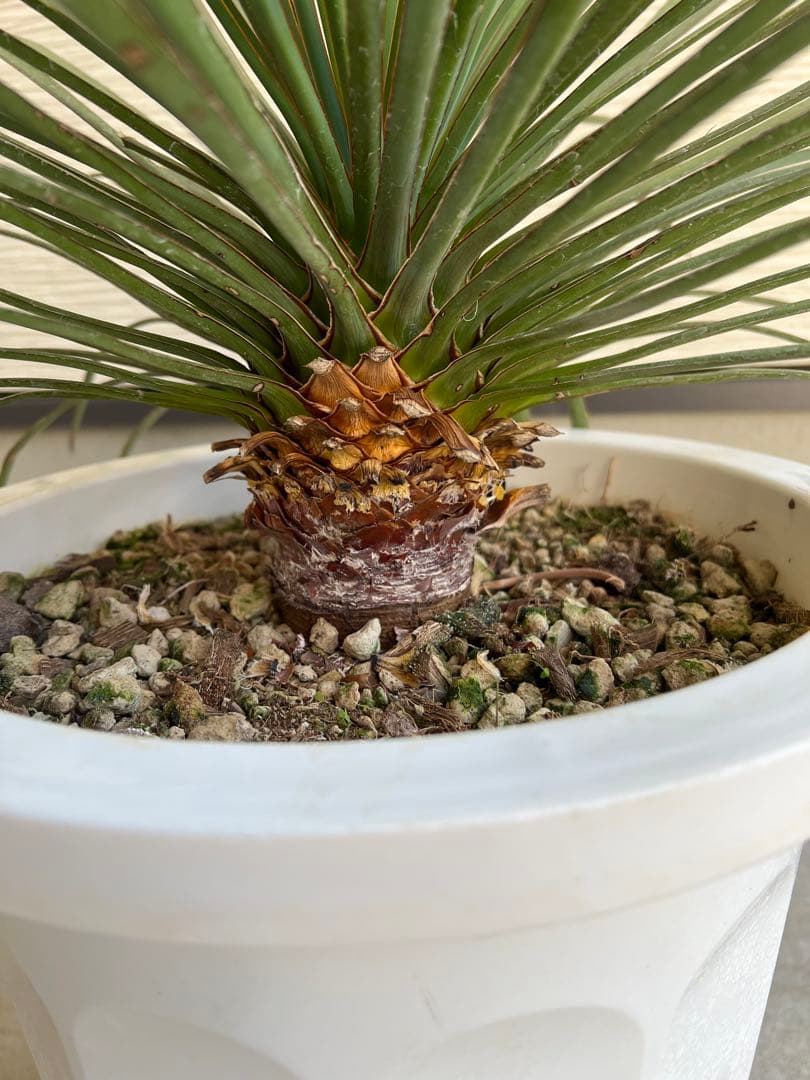 セール】ユッカ・ケレタロエンシス ワイドリーフ / ビザールプランツ