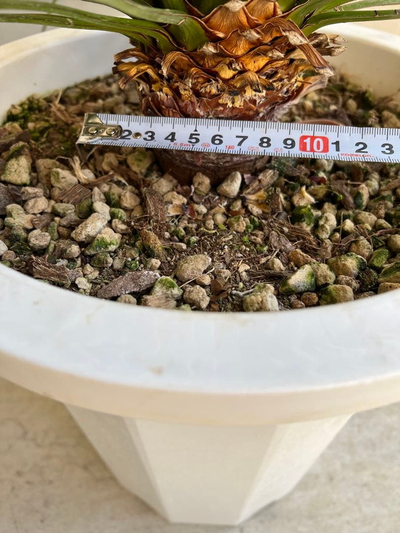 セール】ユッカ・ケレタロエンシス ワイドリーフ / ビザールプランツ