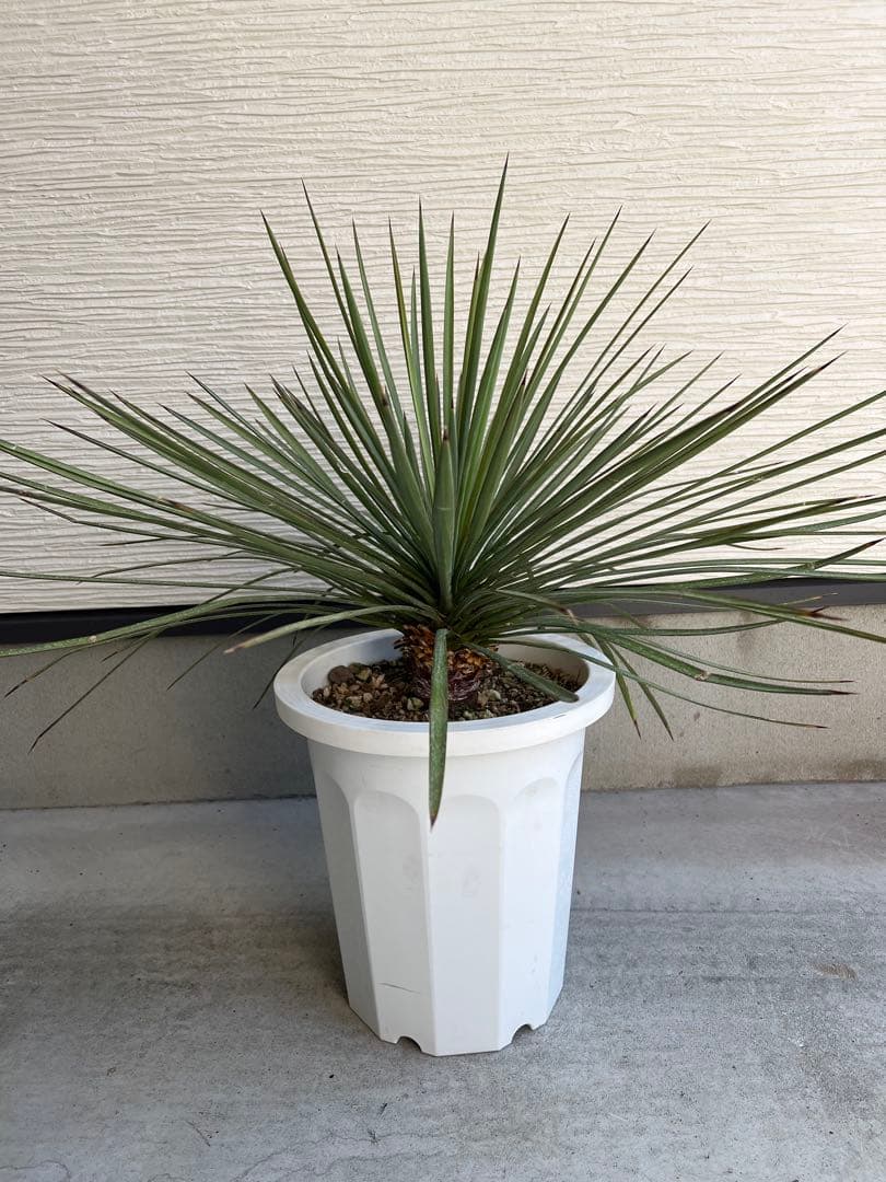 セール】ユッカ・ケレタロエンシス ワイドリーフ / ビザールプランツ