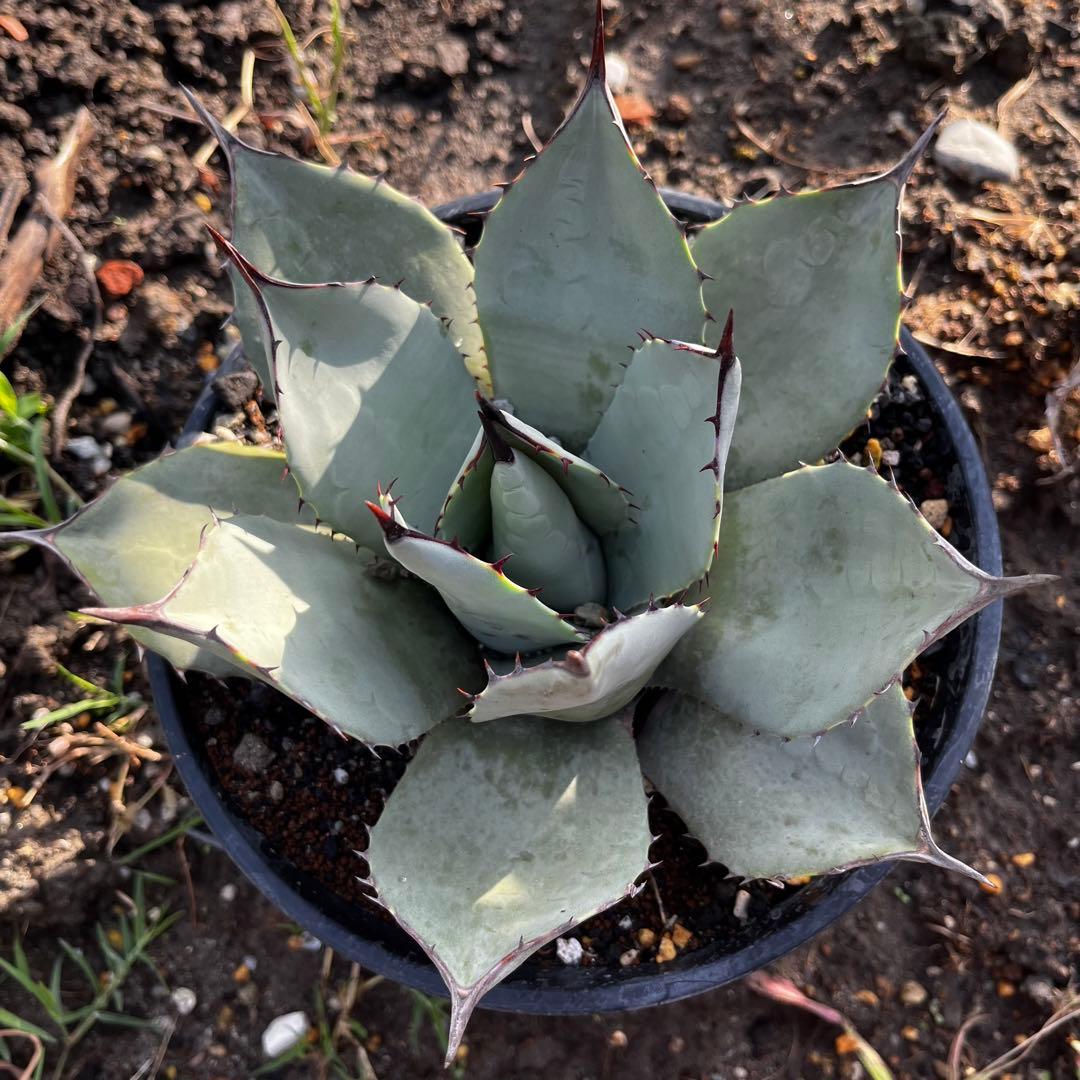 アガベ パリー トランカータ 大株