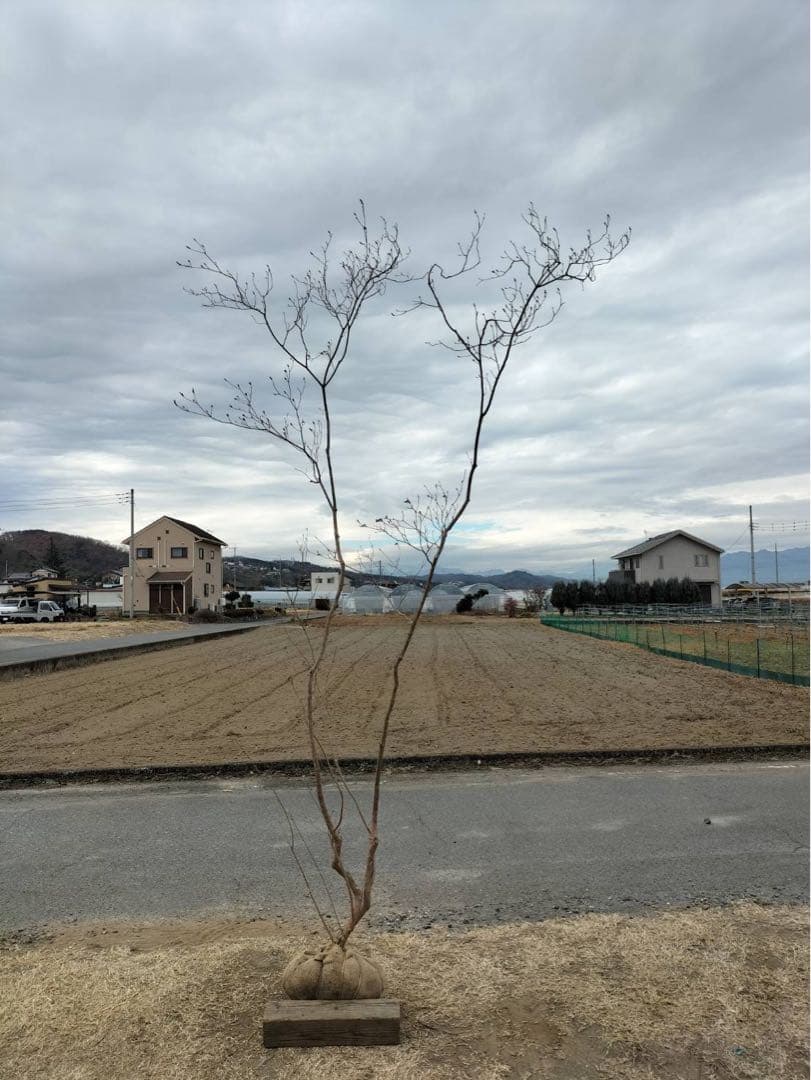 山採り ヤマツツジ 自然樹形 - 落葉樹オンライン ストア