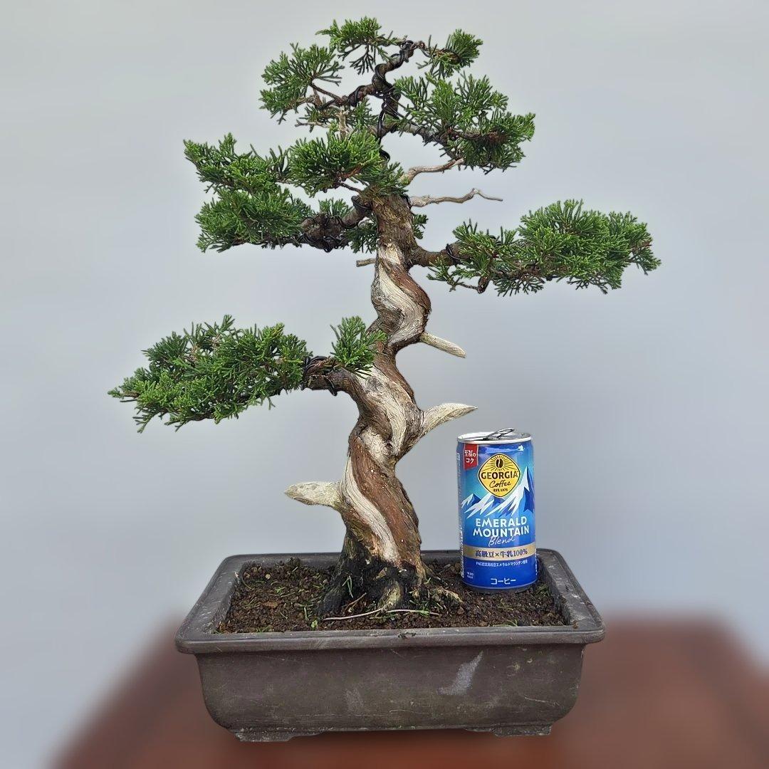 新品 箱付き 青紙鋼 盆栽 鋏 兼芳植木 はさみ 太口 裏透 手造り 大極上