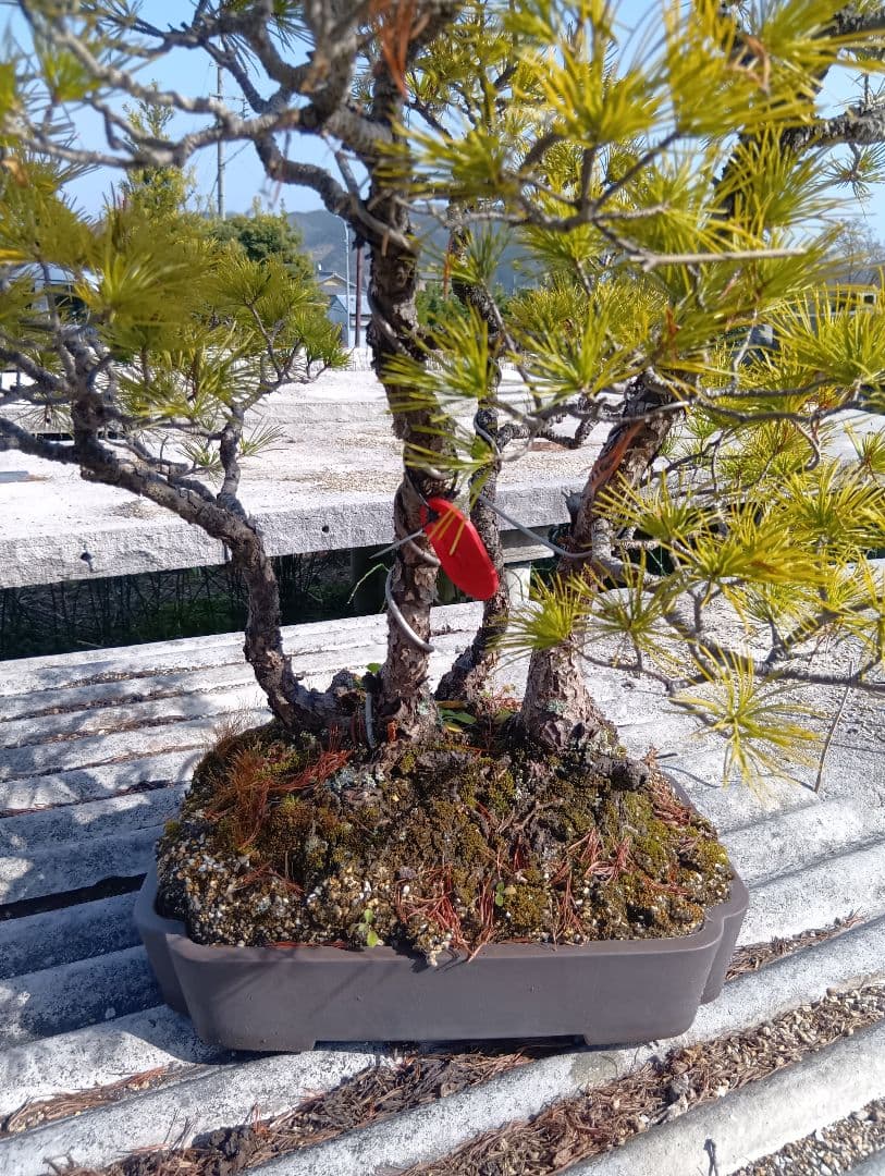 五葉松（かなり年数持ち込み古い） - メルカリ