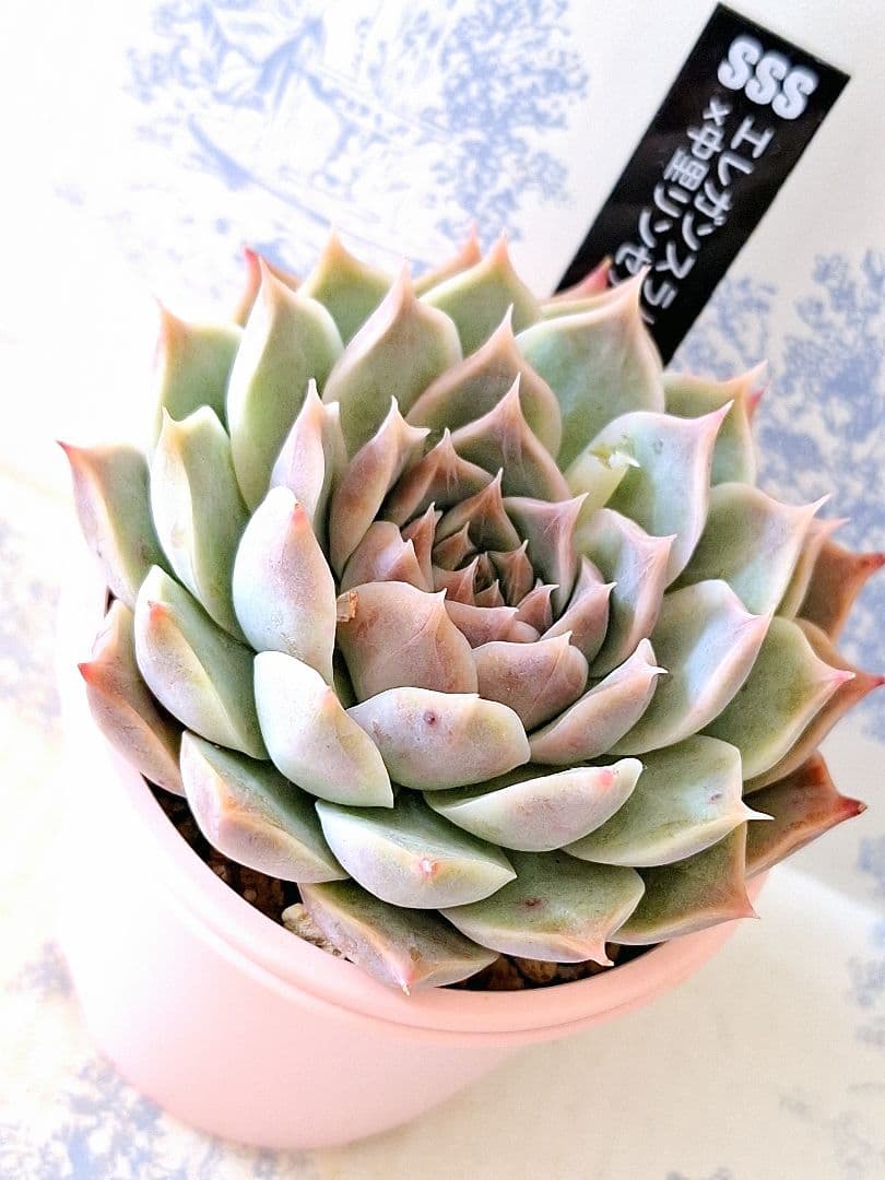 エレガンスラパス(B×A)×中里リンゼアナ札付きポットごとメルカリ便SSS