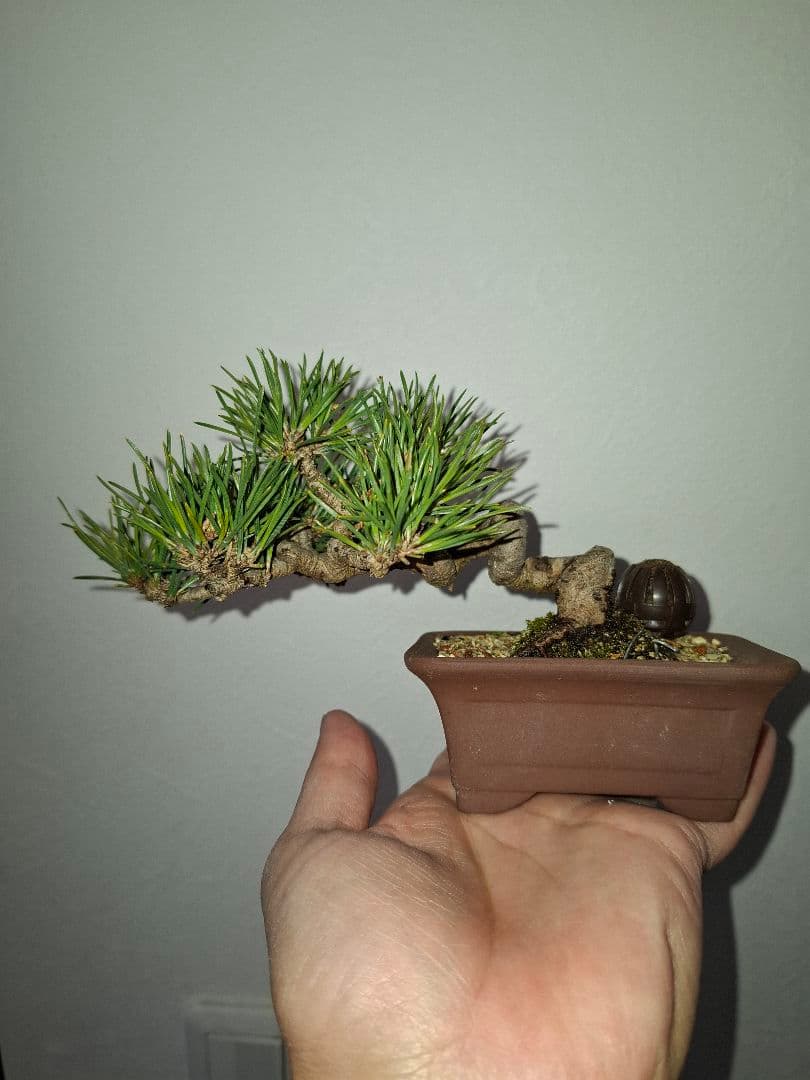 黒松小品盆栽 園芸ネット本店｜クロマツ（黒松）：小品盆栽 25-01 の通販【公式】