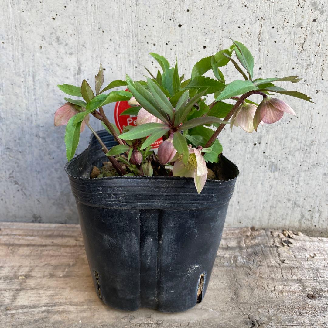 おまとめ2点　meroron＊mama様