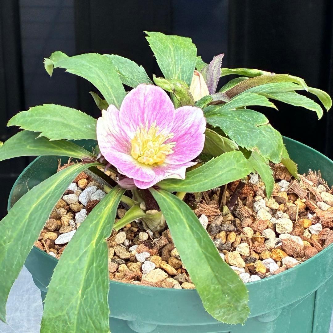 の*ん様 3493☘️蕾花タグ付き☘️超希少☘️筒型SD⭐️ポーセリン⭐️小輪⭐