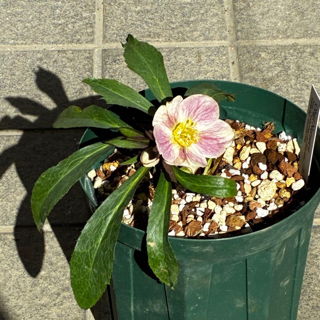 の*ん様 3493☘️蕾花タグ付き☘️超希少☘️筒型SD⭐️ポーセリン⭐️小輪⭐