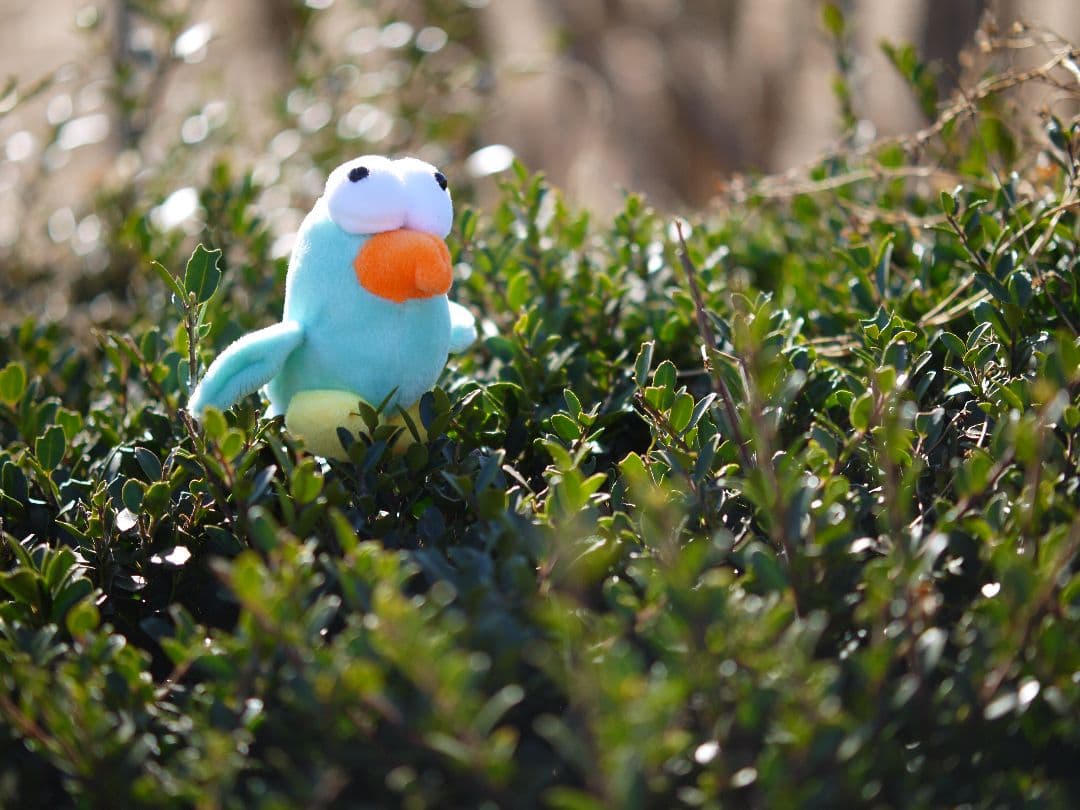 micro4/3レンズ XIAORI 42.5mm f/1.8