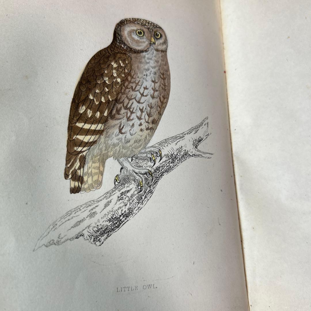 ア*リ様 ☆英国鳥類図鑑 モリス A History of British Bi - メルカリ