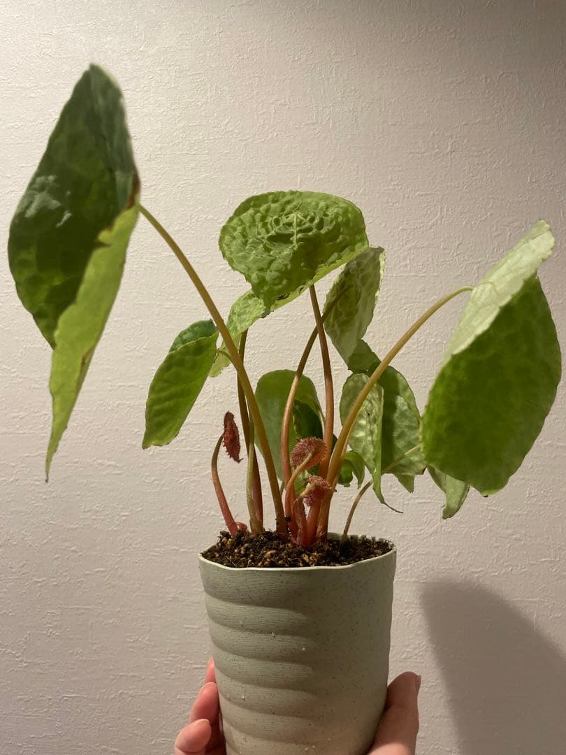 希少植物ベゴニア フートエンシス Begonia Phuthoensis 大苗