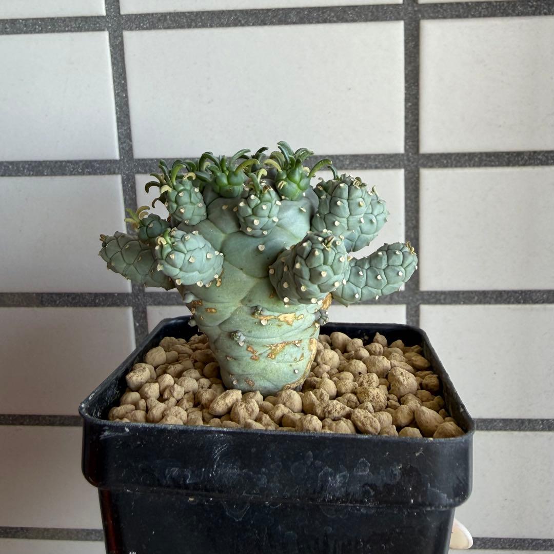 タコモノ ユーフォルビア ラミグランス 実生 - メルカリ