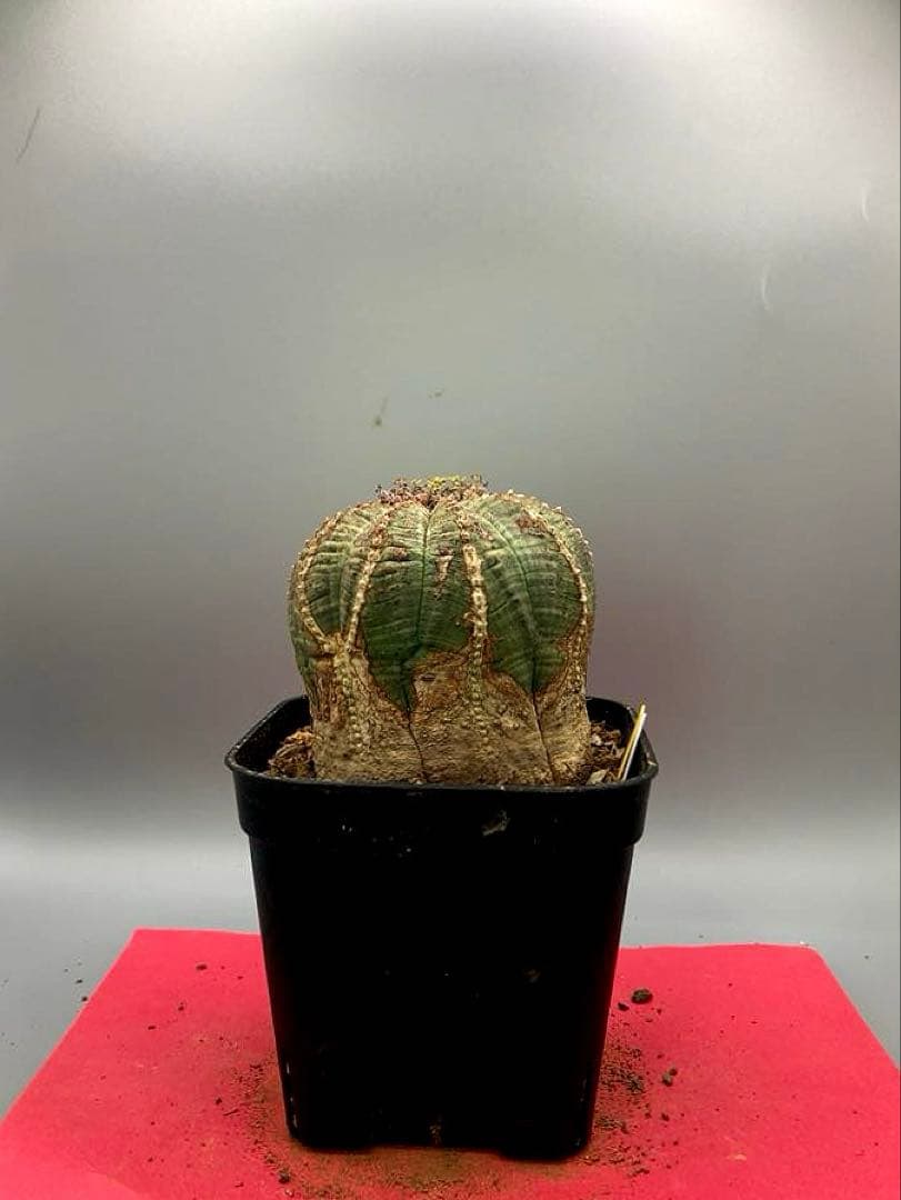 《3号WY》ユーフォルビア　オールド　オベサ　雌株