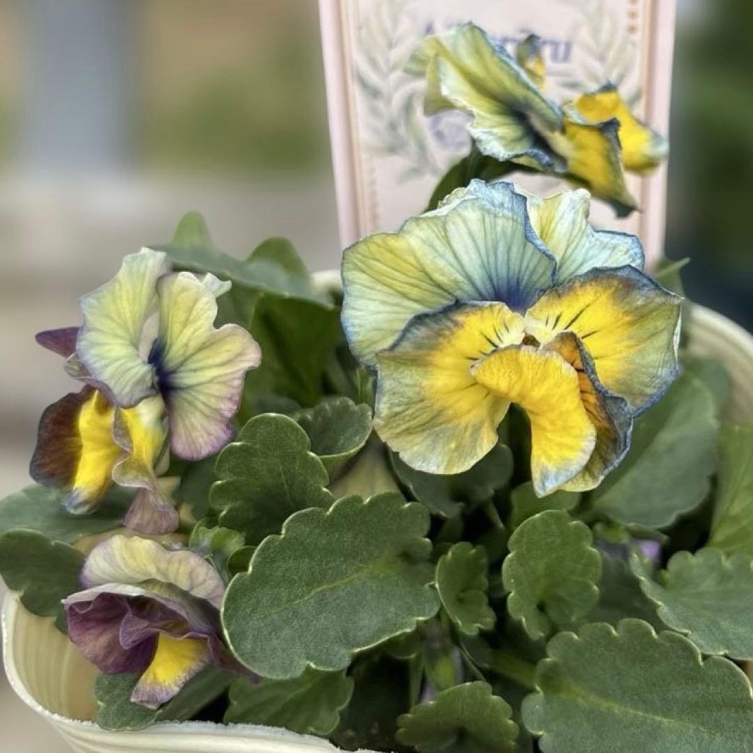 MIYABI様ご依頼品 計5苗 - メルカリ