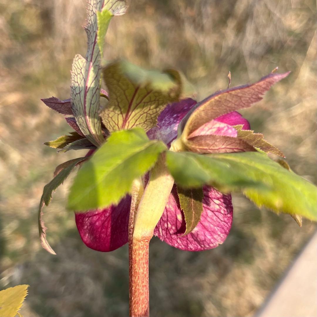 の*ん様 3319⭐️唯一無二⭐️超特殊⭐️白ブチ⭐️オーレア⭐️薄いフィルム的