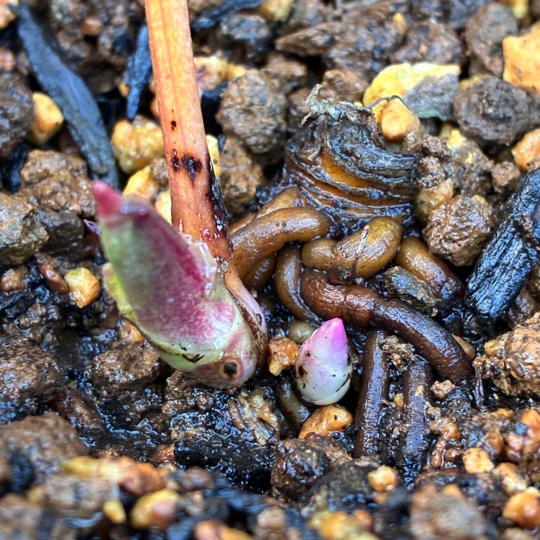 の*ん様 3319⭐️唯一無二⭐️超特殊⭐️白ブチ⭐️オーレア⭐️薄いフィルム的