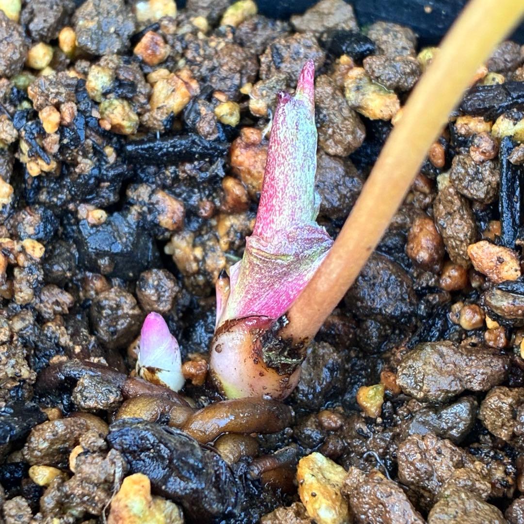 の*ん様 3319⭐️唯一無二⭐️超特殊⭐️白ブチ⭐️オーレア⭐️薄いフィルム的