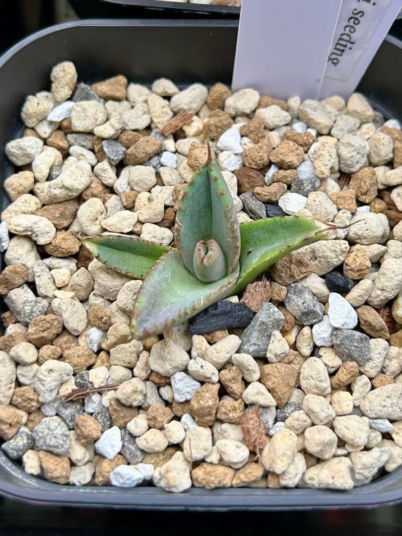 アガベ オテロイ 実生 選抜 子株 - メルカリ