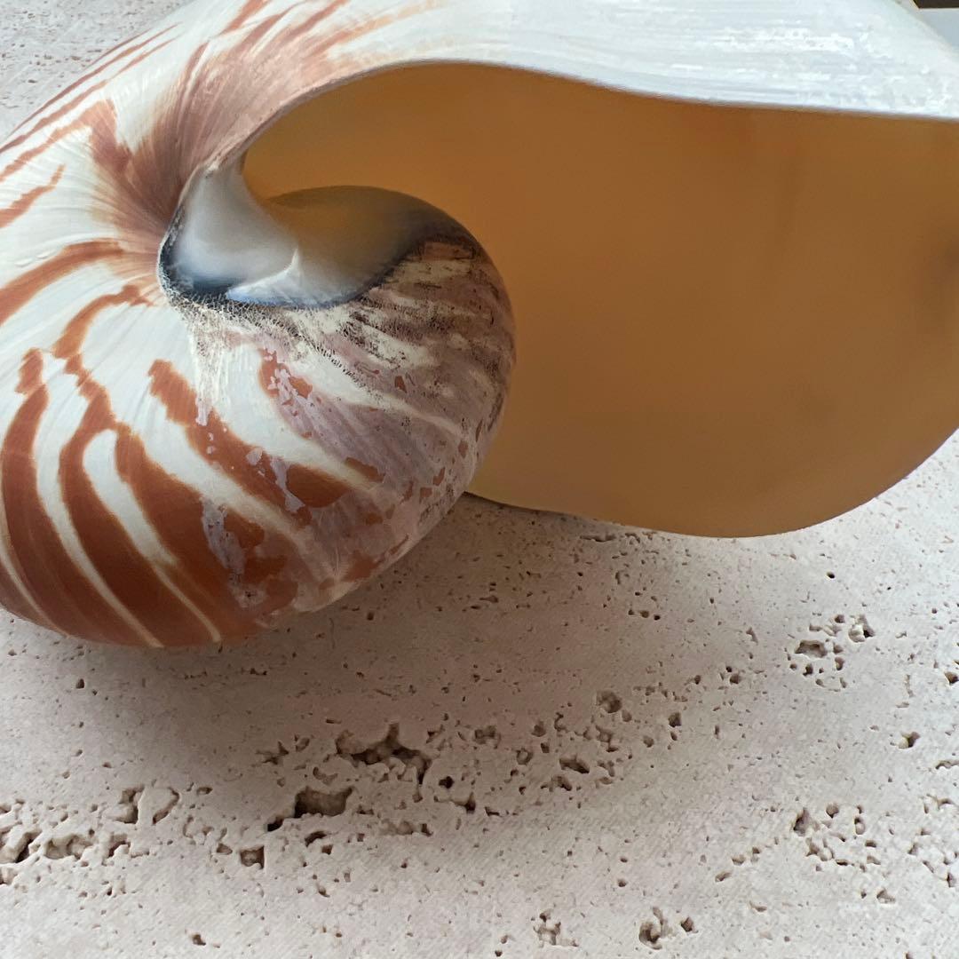 オーム貝 二種セット断面カットとカットなし