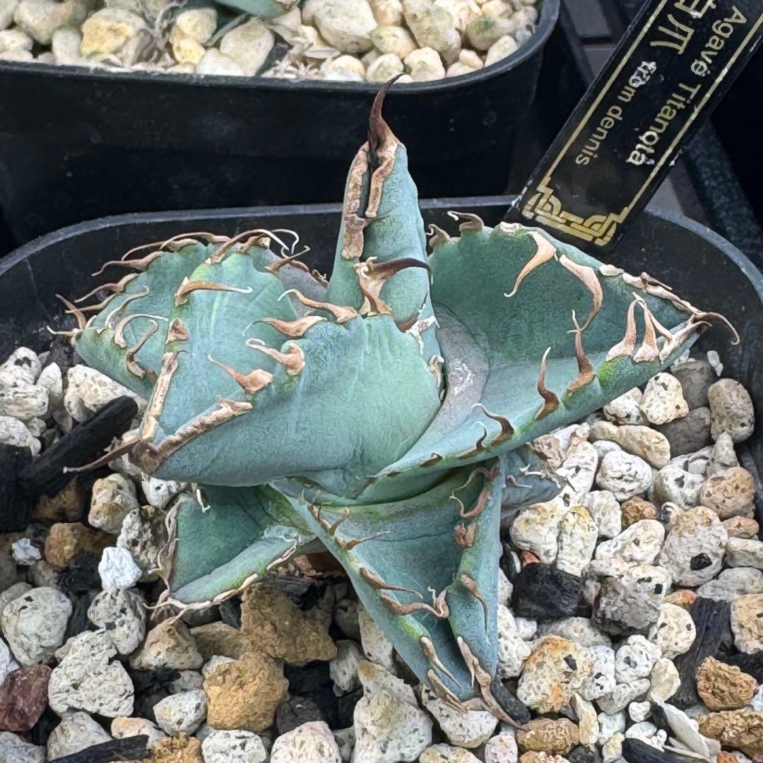 アガベ チタノタ 白爪 ホワイトファング dennis ikori