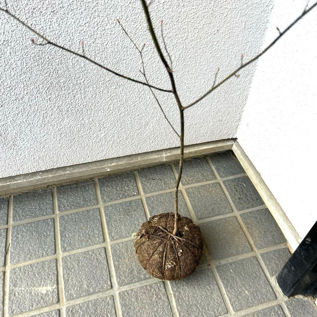 クロモジ（根巻き苗）黒文字 クロモジ苗木 - メルカリ