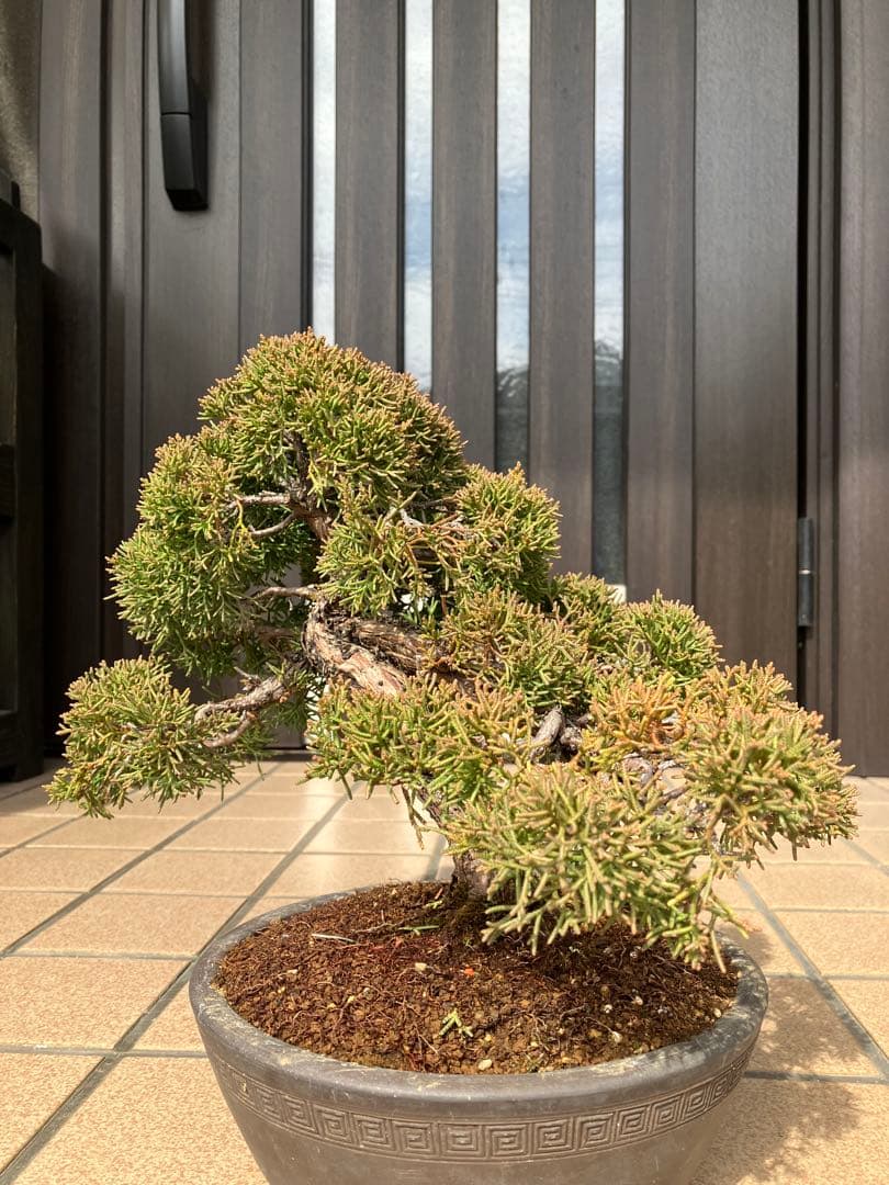 ◉真柏糸魚川盆栽 極上素材 超大特価！早いもの勝ち - メルカリ