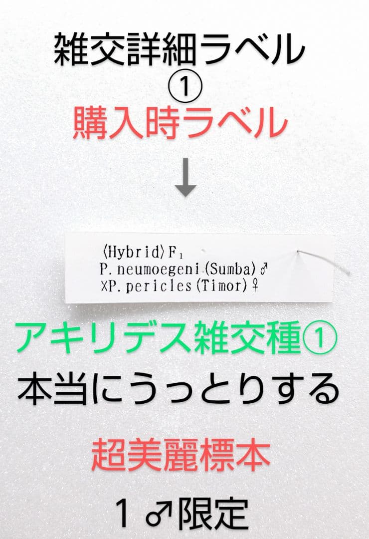 週末価格‼️スーパー美麗アキリデス雑交種 66mm♂ 標本・雑交詳細2枚目掲載