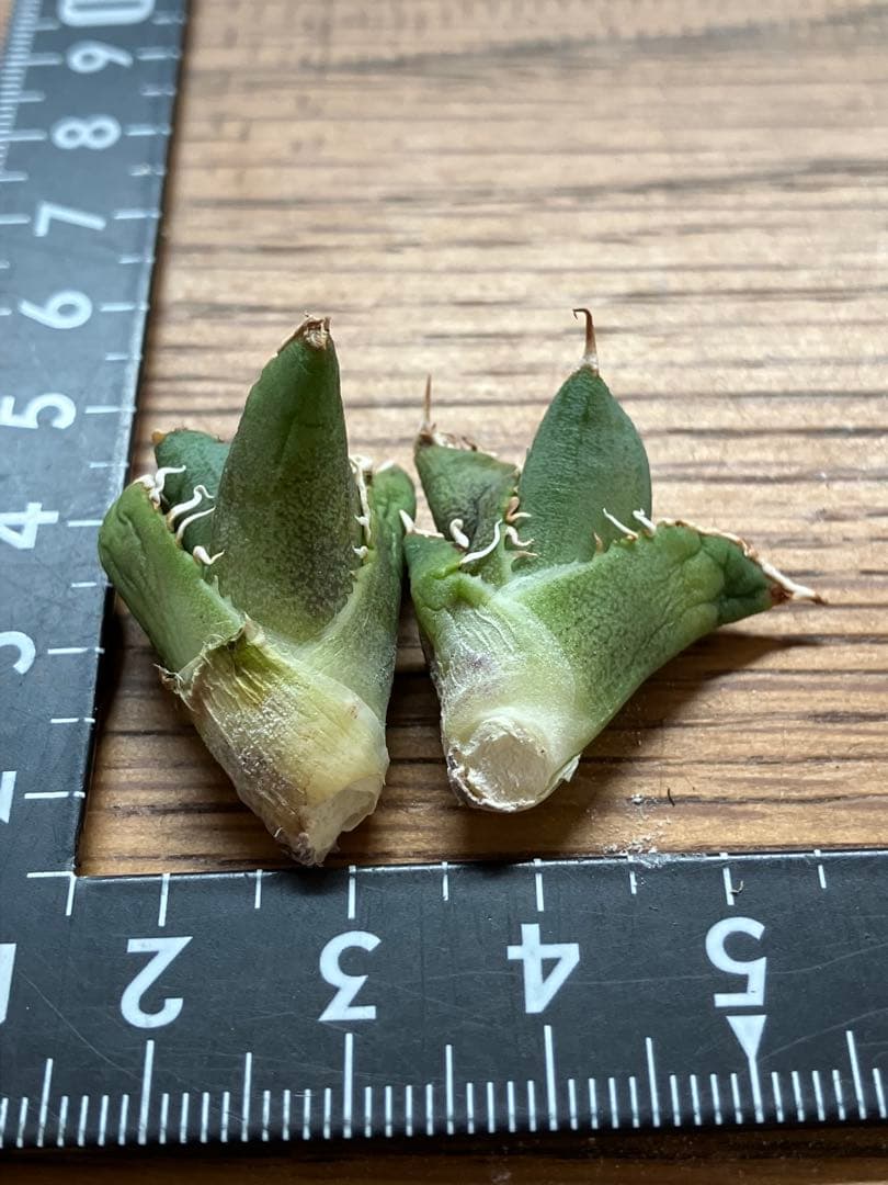 K*s様 【オークション】匿名配送　子株2株　アガべ　白豪刺　OC 脇芽【親株写