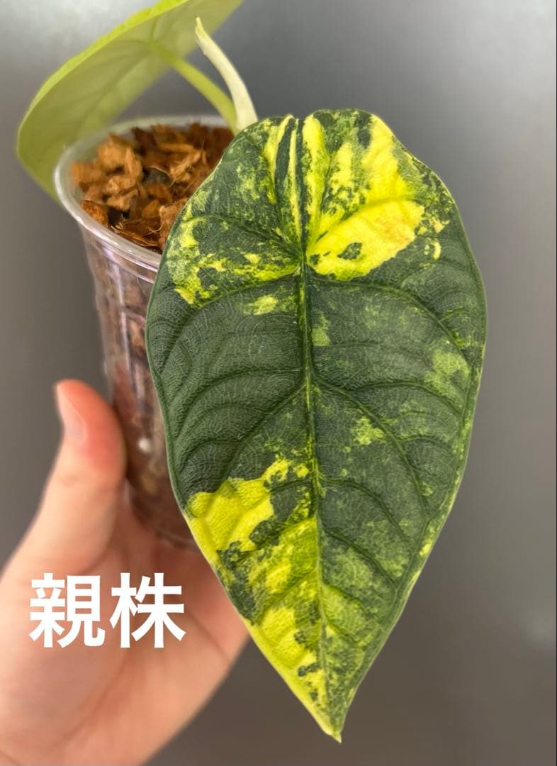 芋】 アロカシア メロ オーレア 斑入り 新芽あり - メルカリ