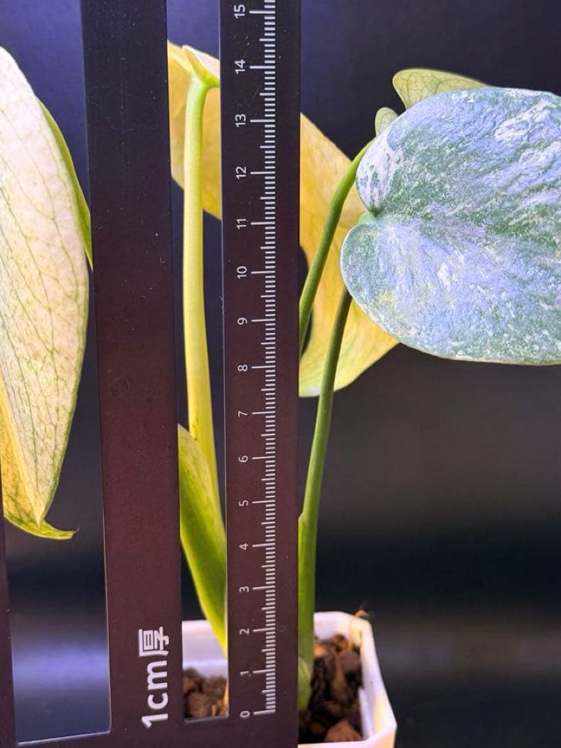 ホワイトモンスター天津蘭 モンステラ斑入り A速達付 - メルカリ