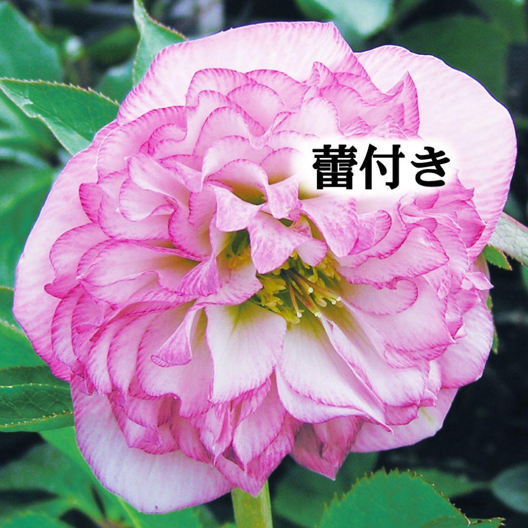 クリスマスローズ【オーロラプリマドレス】苗 ピンク 桃色 ロゼット