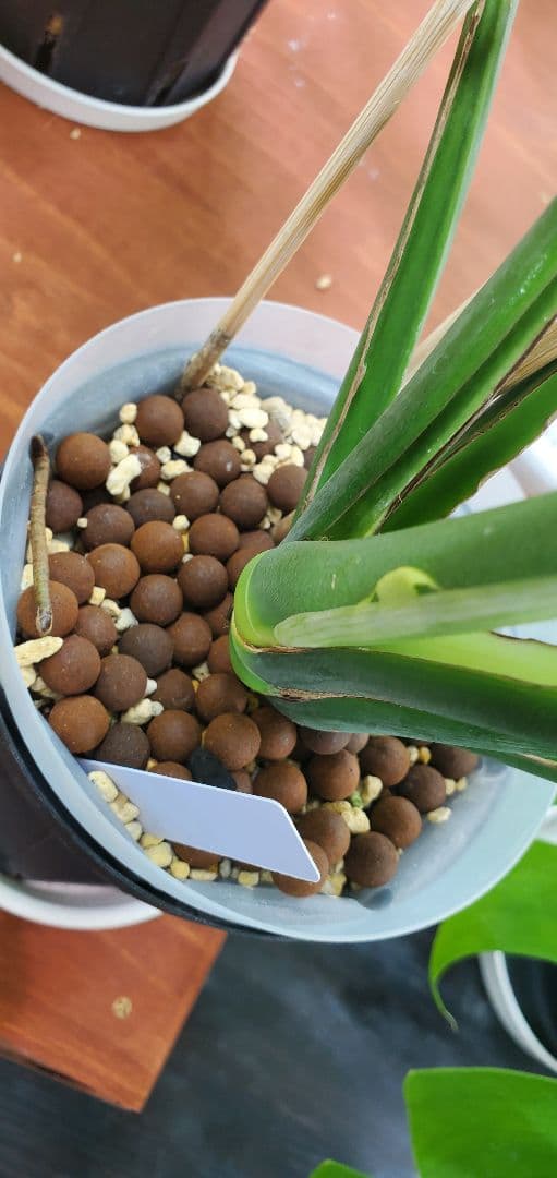 奇跡の天然鉱石「ぐんぐん玉」観葉植物用です。 - メルカリ