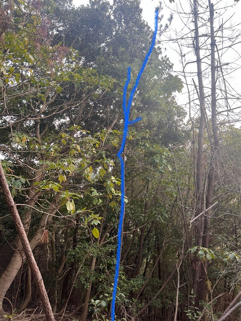 現品 赤松 アカマツ 超特大苗 4mほど 山採り - メルカリ