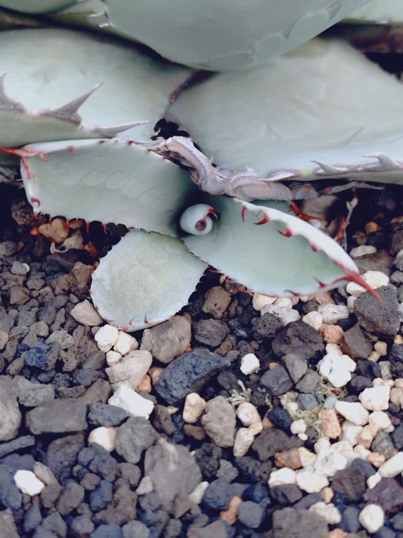 アガベ パリー ハイブリッド ホーチエンシス オバティフォリア 希少