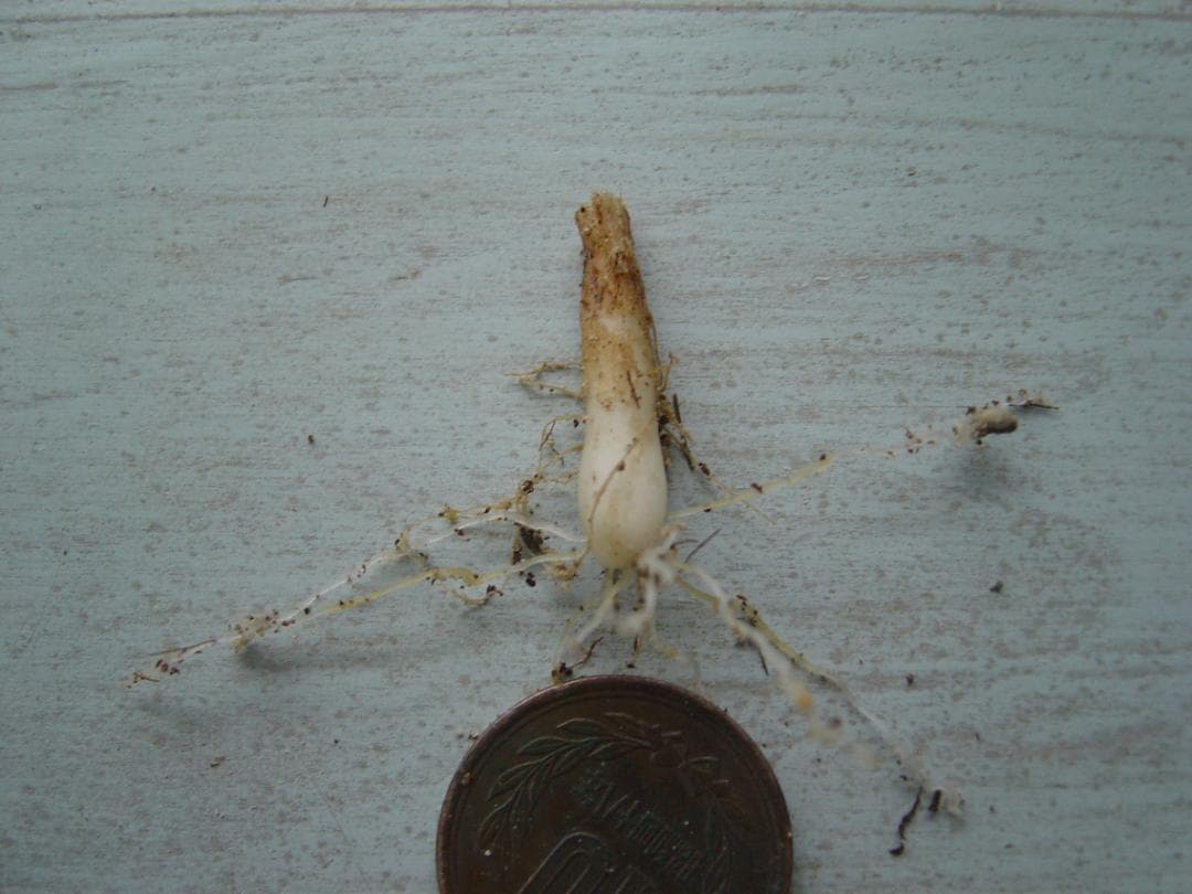 様 59山野草 カタクリソウ白花系1球