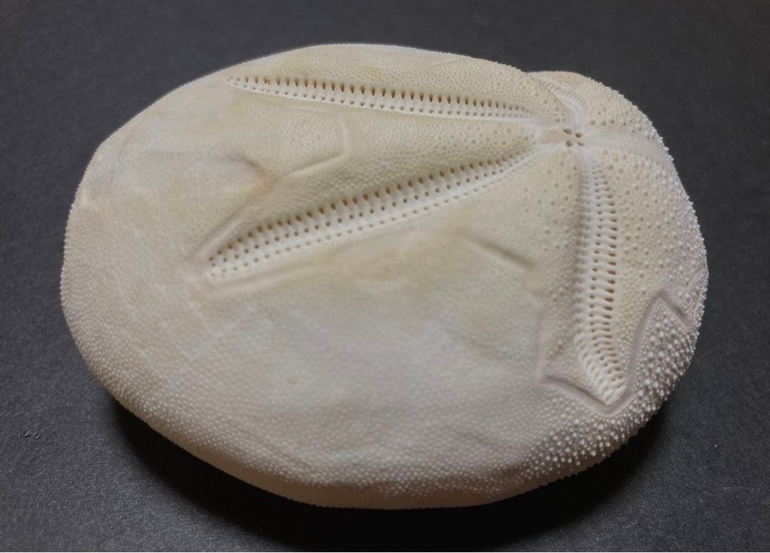 オオブンブク ブンブク ウニ ウニ殻 標本 - メルカリ