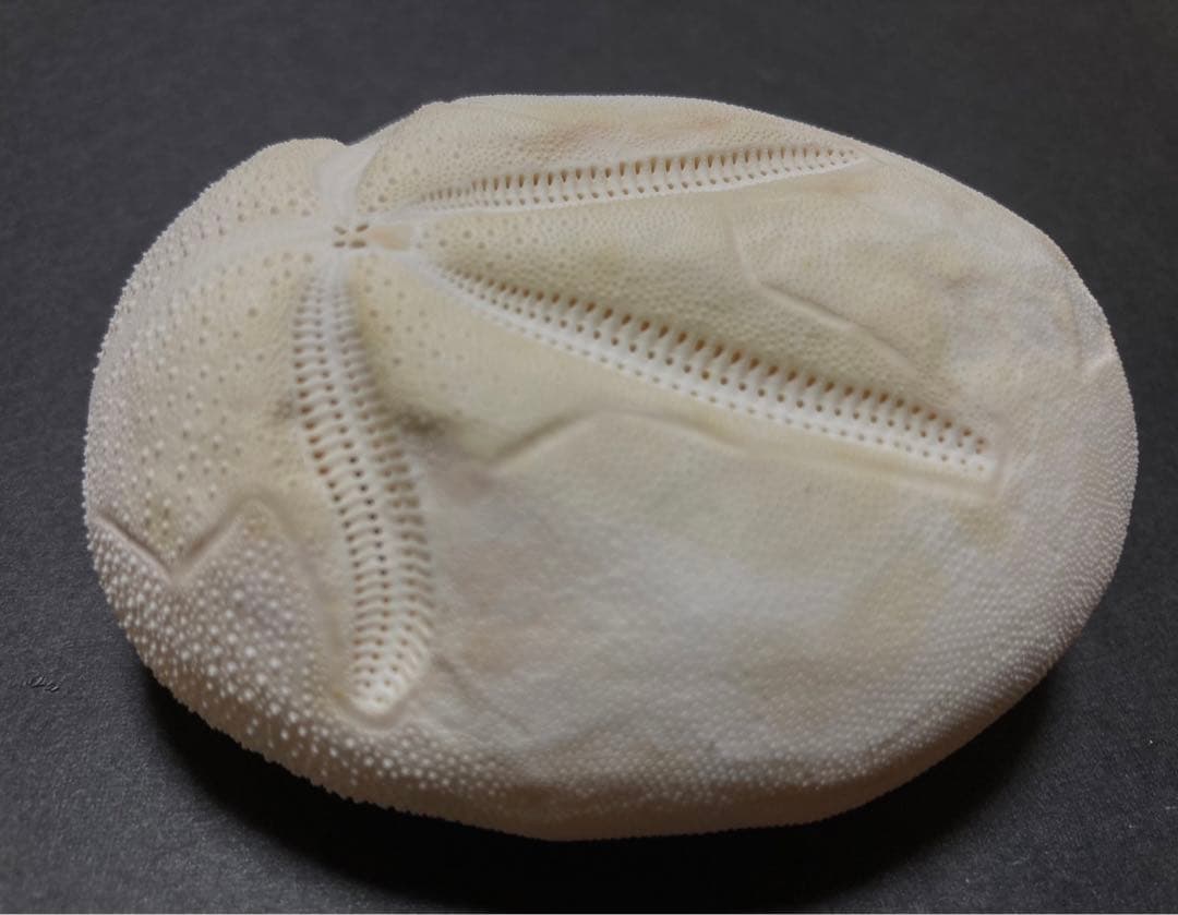 オオブンブク ブンブク ウニ ウニ殻 標本 - メルカリ