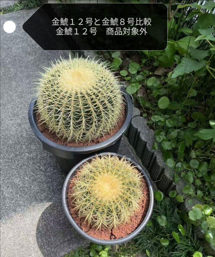 金鯱 サボテン キンシャチ 8号 ロックガーデン 逸品 観葉植物 エキノ