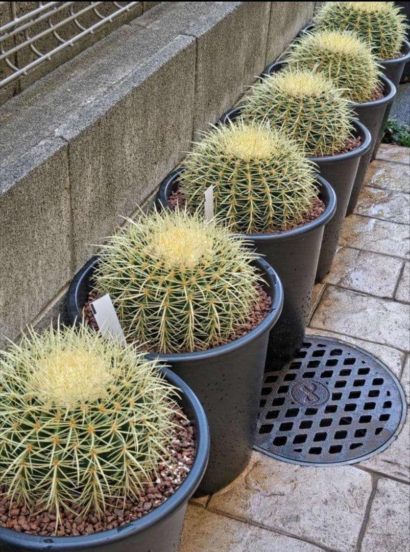 金鯱 サボテン キンシャチ 8号 ロックガーデン 逸品 観葉植物 エキノ