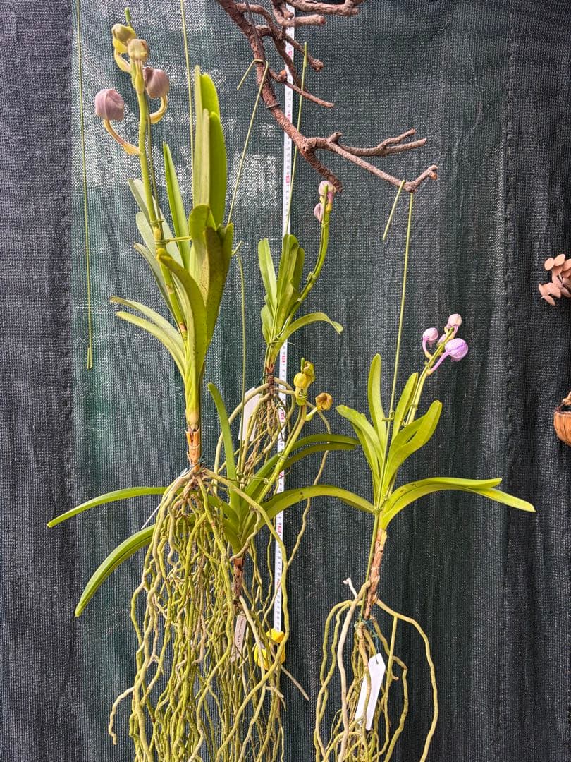 特選】 洋蘭 バンダ 4種4株 サンチャイゴールドスポット - メルカリ