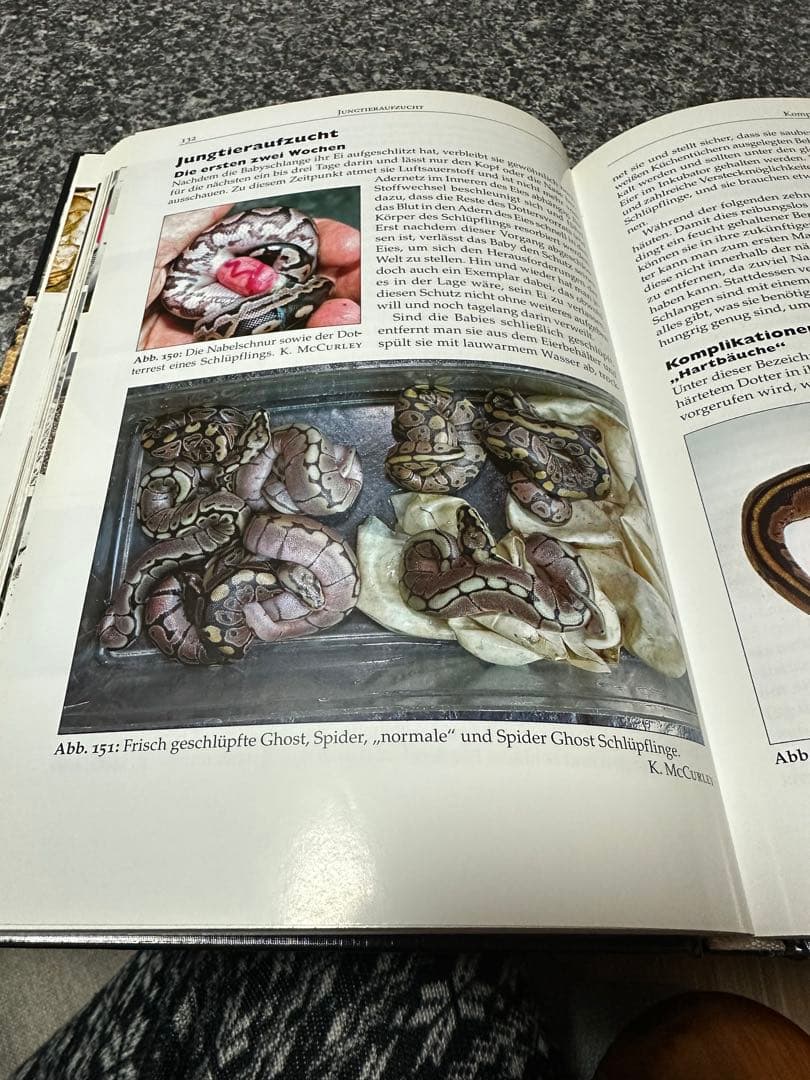 pychon regius pychon regius ボールパイソン図鑑 ボールパイソン図鑑