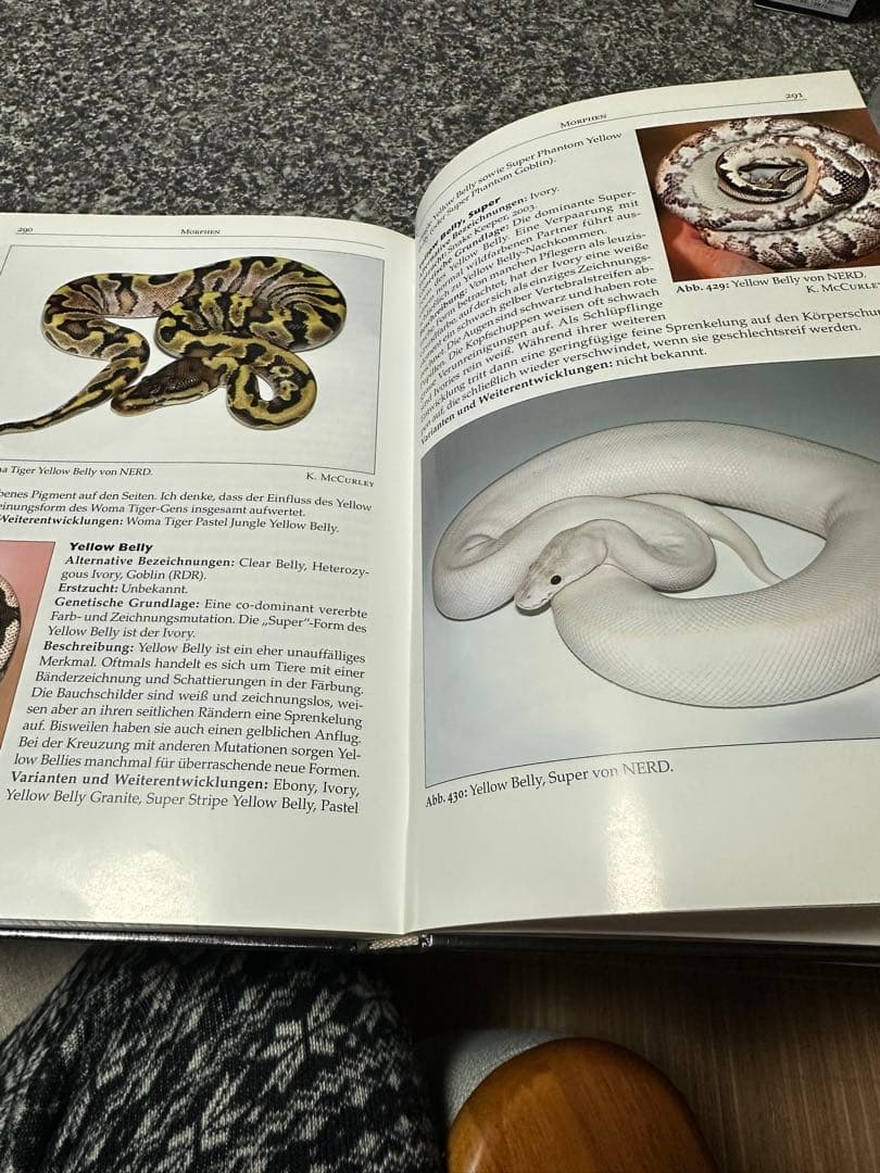 pychon regius pychon regius ボールパイソン図鑑 ボールパイソン図鑑