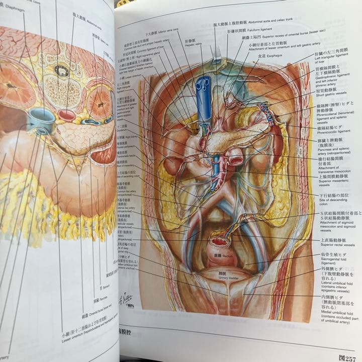 ネッター解剖学図譜 - メルカリ