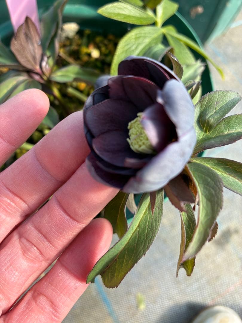 クリスマスローズ 木口交配 実生 スモーキーブルー 親株 7寸 - メルカリ