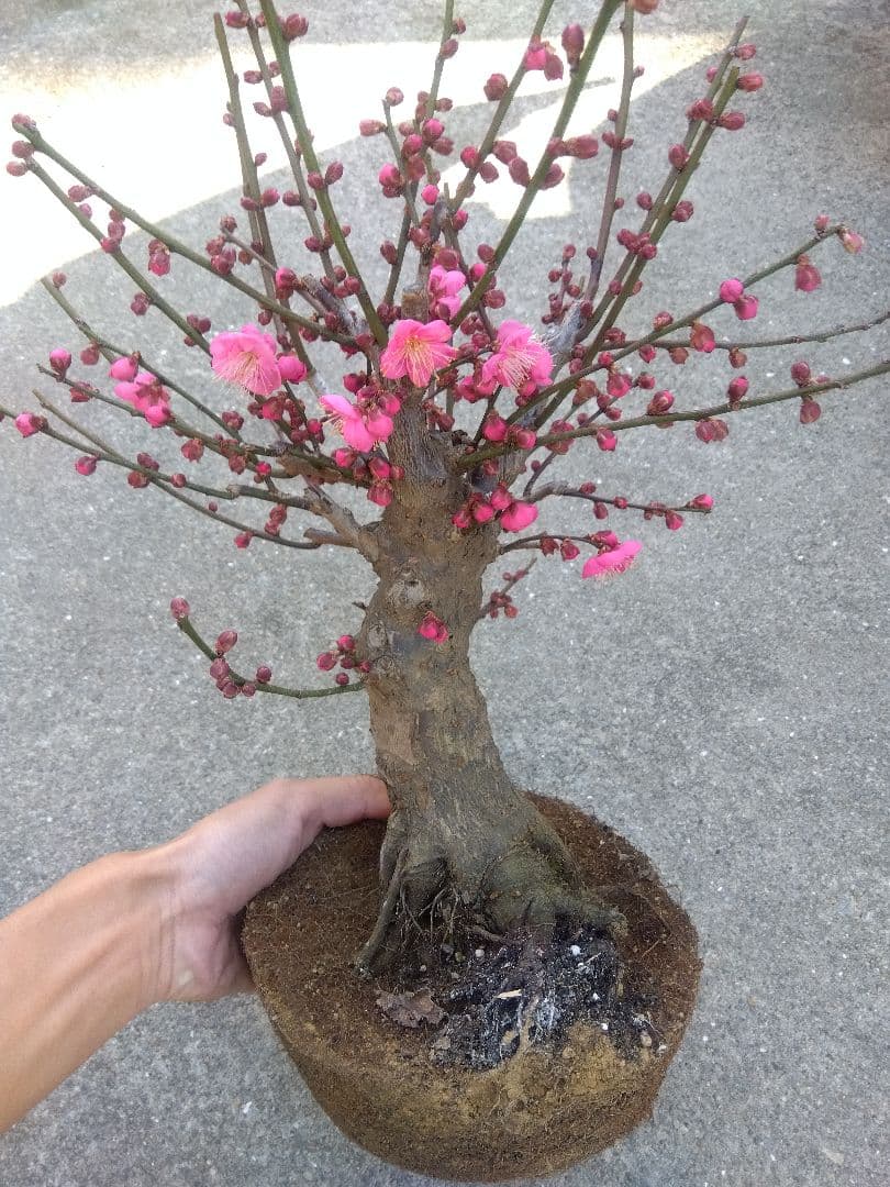 梅　盆栽　6号鉢相当　幹太❗　い 梅 盆栽 6号鉢相当 極太❗ ま hb00123a-03-a.jpg